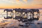 Provence-Alpes-Cote dAzur-France Herd of Camargue horses in the marshes at dawn Art Print